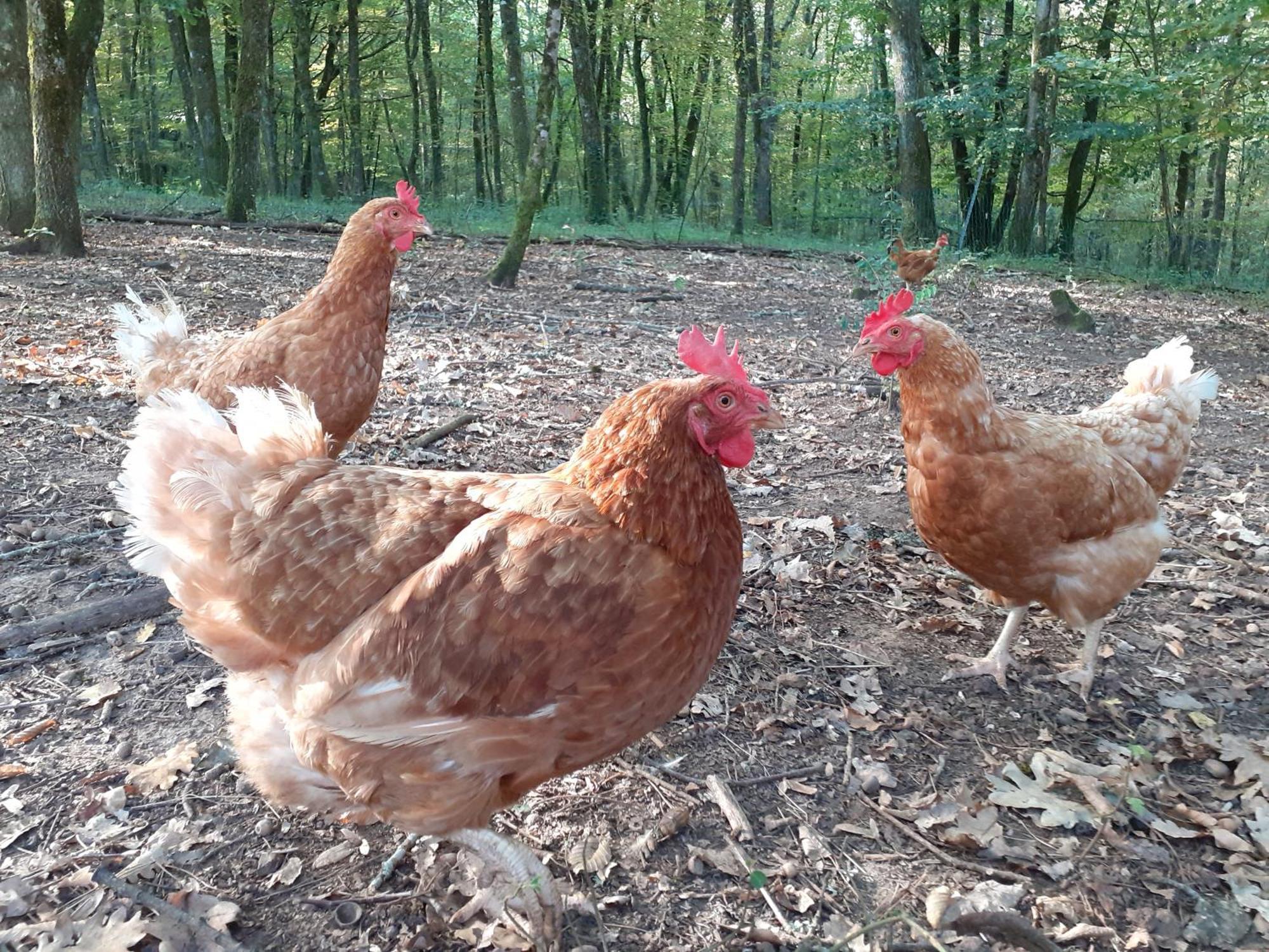 La Cabane De L'Oiseau Couze-et-Saint-Front Εξωτερικό φωτογραφία